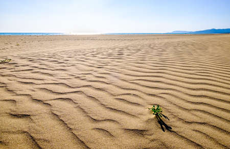 part of a tree at a beachの写真素材