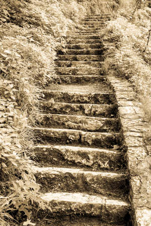 old steps at a forest