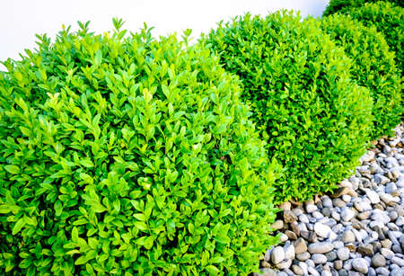 small bush - nice background - photo