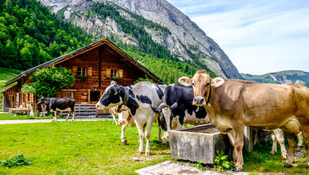 cows at the karwendel mountainsの写真素材