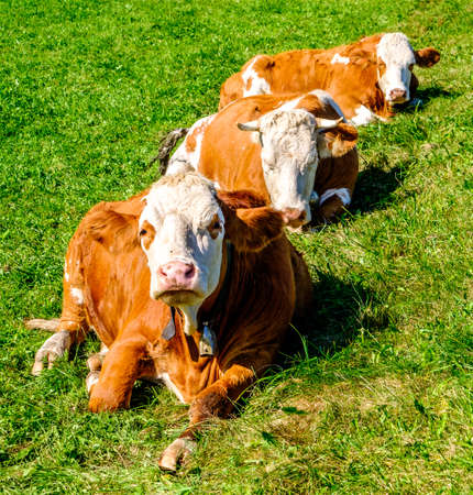 cow at a meadow - austriaの写真素材