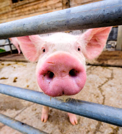 beautiful piglets at a farmの写真素材