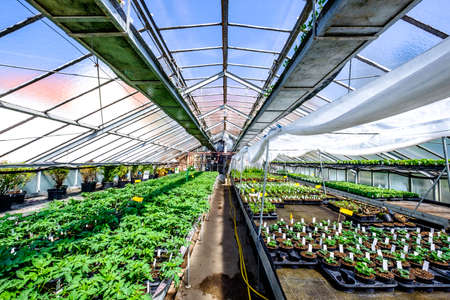 old greenhouse for plants - indoorsの写真素材