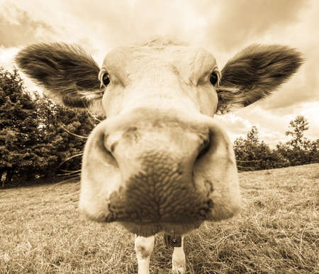 cow at a meadow - austriaの写真素材