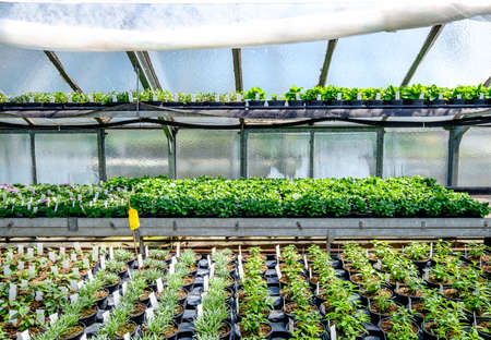 old greenhouse for plants - indoorsの写真素材