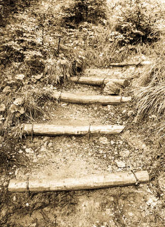 steps at a footpath in a forestの写真素材