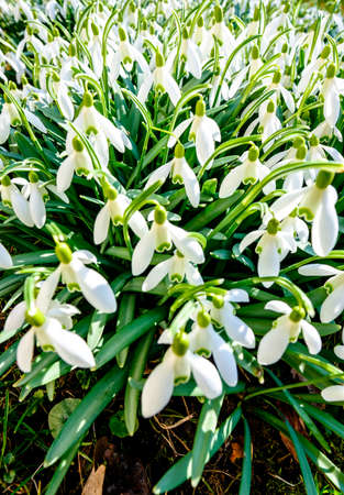 close-up of beautiful snowdrops - Galanthusの写真素材