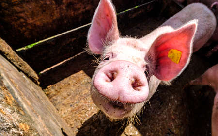 cute piglets at a farm