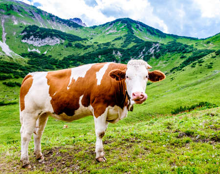 cows at the european alps - photoの写真素材
