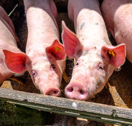 cute piglets at a farm