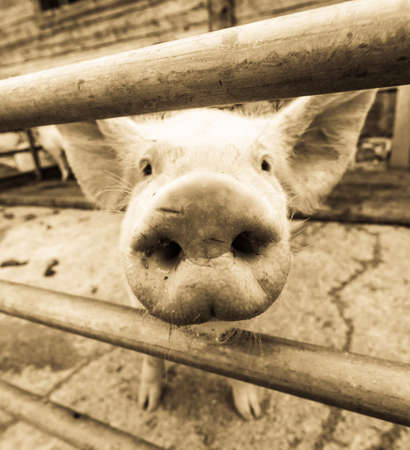 beautiful piglets at a farmの写真素材