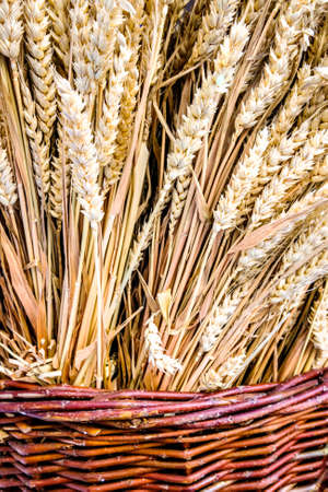 corn stalks in a basketの写真素材