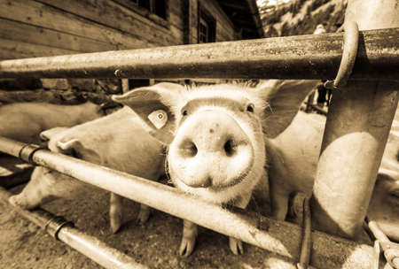 beautiful piglets at a farmの写真素材