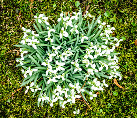 close-up of beautiful snowdrops - Galanthus