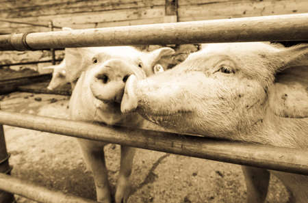 beautiful piglets at a farm