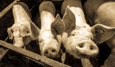 cute piglets at a farmの写真素材