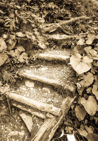 steps at a footpath in a forestの写真素材