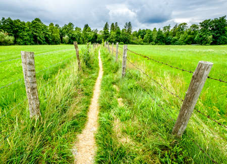 small footpath at a meadowの写真素材