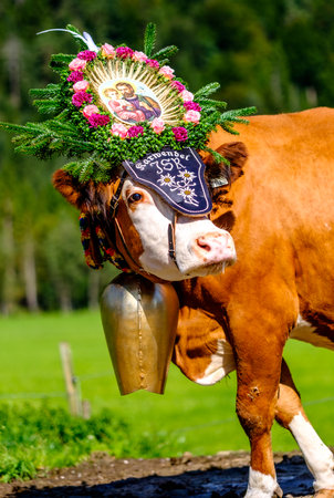 PERTISAU, AUSTRIA - SEPTEMBER 15: adorned cow at the annual Almabtrieb on September 15, 2017 in Pertisauのeditorial素材