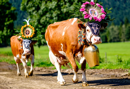 PERTISAU, AUSTRIA - SEPTEMBER 15: adorned cow at the annual Almabtrieb on September 15, 2017 in Pertisauのeditorial素材