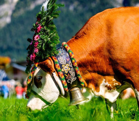 PERTISAU, AUSTRIA - SEPTEMBER 15: adorned cow at the annual Almabtrieb on September 15, 2017 in Pertisauのeditorial素材