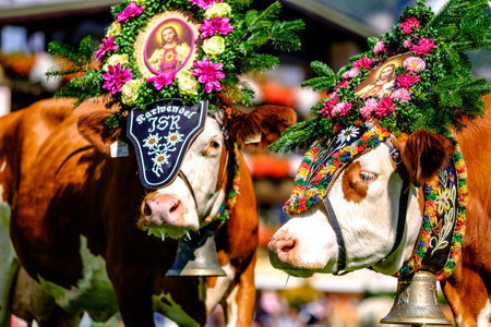 PERTISAU, AUSTRIA - SEPTEMBER 15: adorned cow at the annual Almabtrieb on September 15, 2017 in Pertisauのeditorial素材