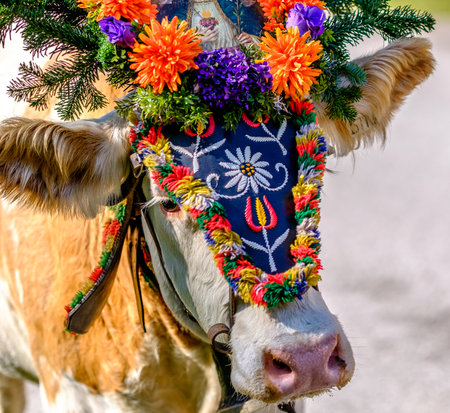 PERTISAU, AUSTRIA - SEPTEMBER 15: adorned cow at the annual Almabtrieb on September 15, 2017 in Pertisauのeditorial素材