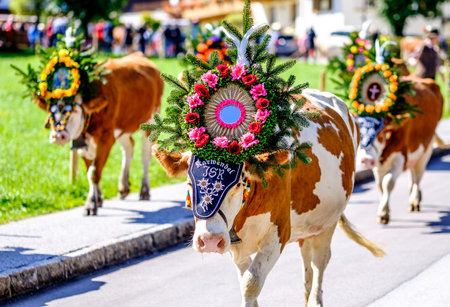 PERTISAU, AUSTRIA - SEPTEMBER 15: adorned cow at the annual Almabtrieb on September 15, 2017 in Pertisauのeditorial素材