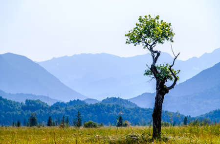 landscape murnauer moos - bavaria - germanyの写真素材