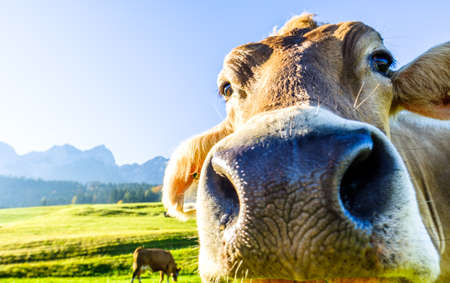 funny cow at the kaisergebirge mountainの写真素材