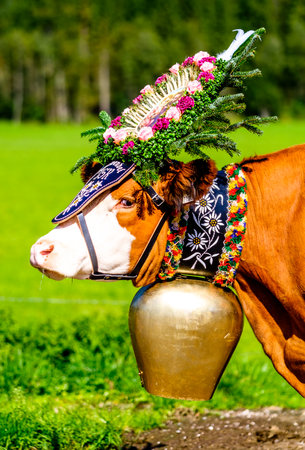 PERTISAU, AUSTRIA - SEPTEMBER 15: adorned cow at the annual Almabtrieb on September 15, 2017 in Pertisauのeditorial素材