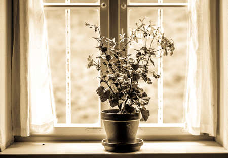 flowers at an old window - photoの写真素材