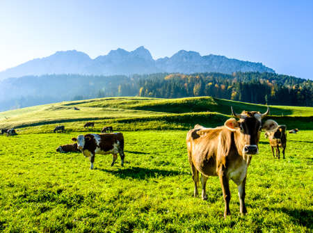 funny cow at the kaisergebirge mountainの写真素材