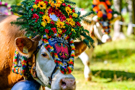 PERTISAU, AUSTRIA - SEPTEMBER 15: adorned cow at the annual Almabtrieb on September 15, 2017 in Pertisauのeditorial素材