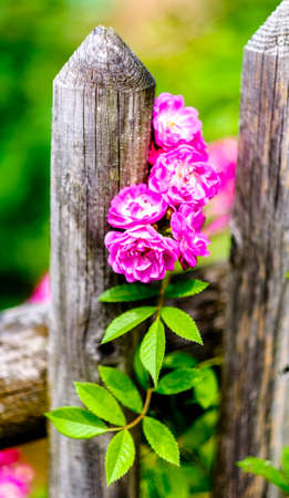 old fence at a meadowの写真素材