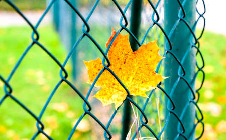 old fence at a meadowの写真素材