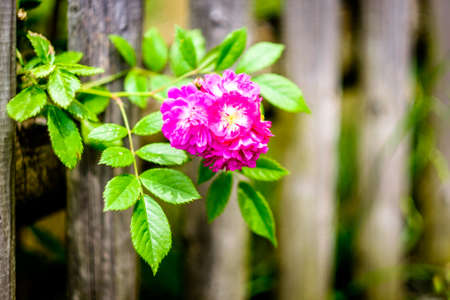old fence at a meadowの写真素材