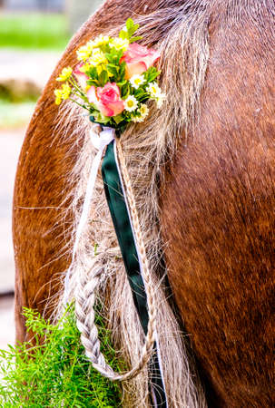 decorated pigtail at a horseの写真素材