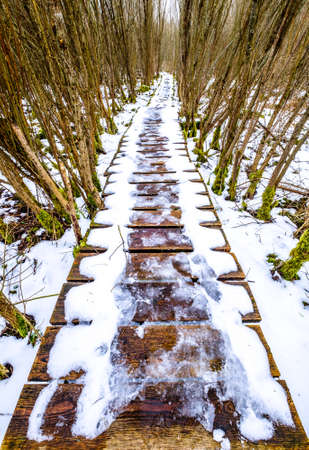 old wooden footpath at a forestの写真素材
