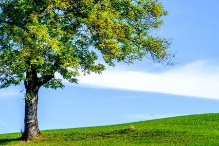 tree at a forest - photo