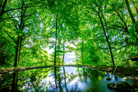 tree at a forest - photoの写真素材