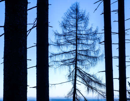 tree at a forest - photoの写真素材