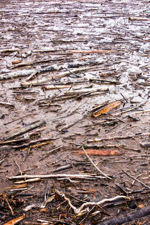 driftwood at a lake - photo