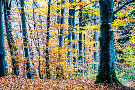 tree at a forest - photo
