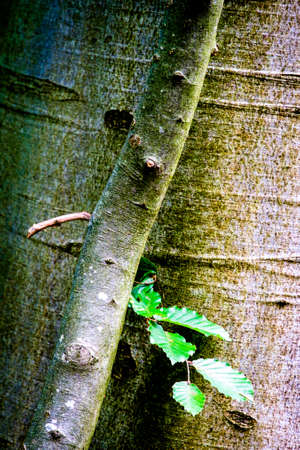 tree at a forest - photoの写真素材