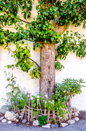 tree at a forest - photoの写真素材