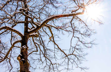 tree at a forest - photoの写真素材