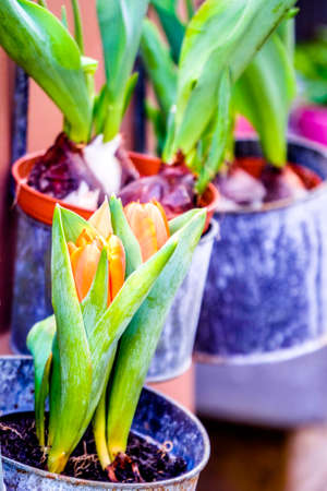 beautiful tulips at a gardenの写真素材