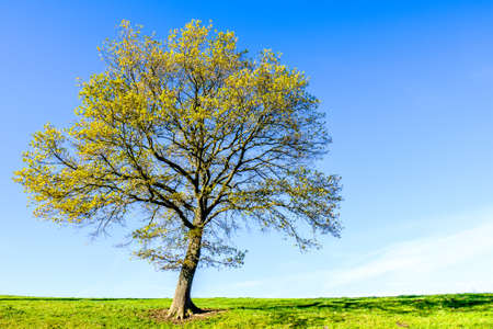 tree at a forest - photoの写真素材