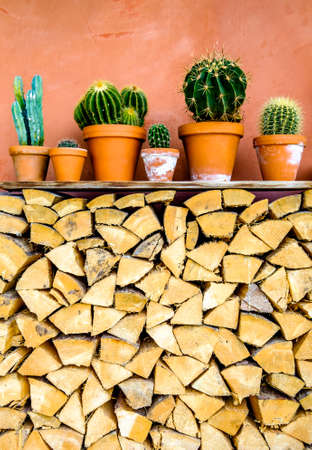 cactuses at a firewoode heapの写真素材